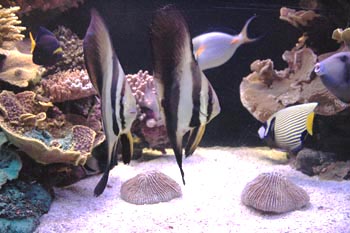 Fish among the Coral, (c) Sean Quigley